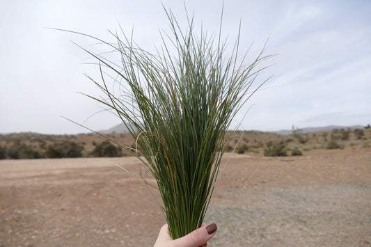 Écologie et bienfaits de l’alfa 🍃